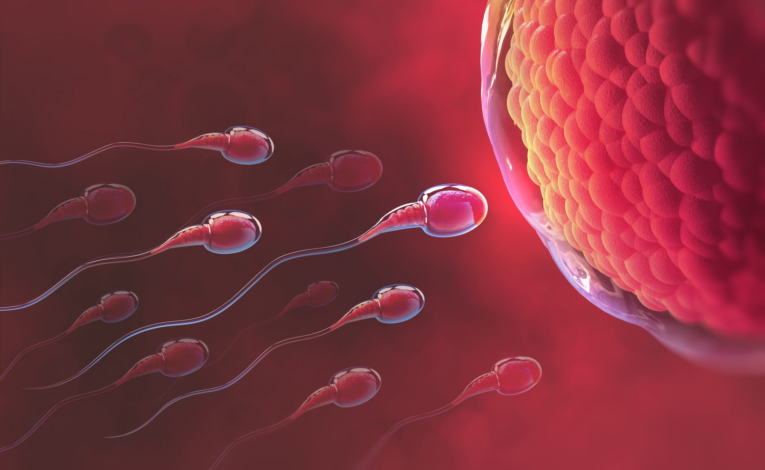 У мужчин заканчиваются сперматозоиды?