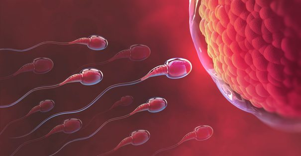 Короткая «жизнь» сперматозоидов | Статьи от клиники «УРО-ПРО»